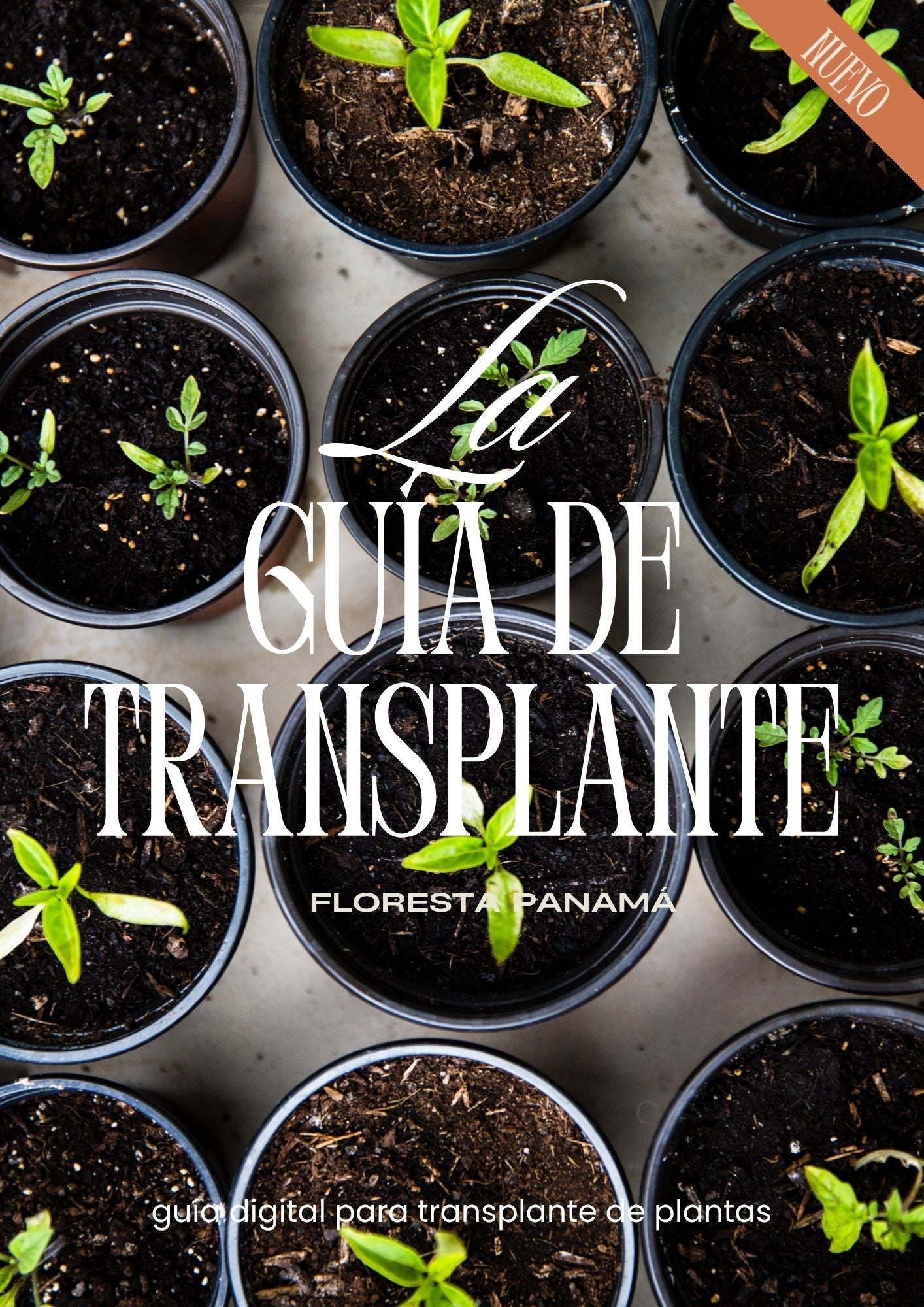 Guía Digital de Trasplante de Plantas | Floresta Panamá