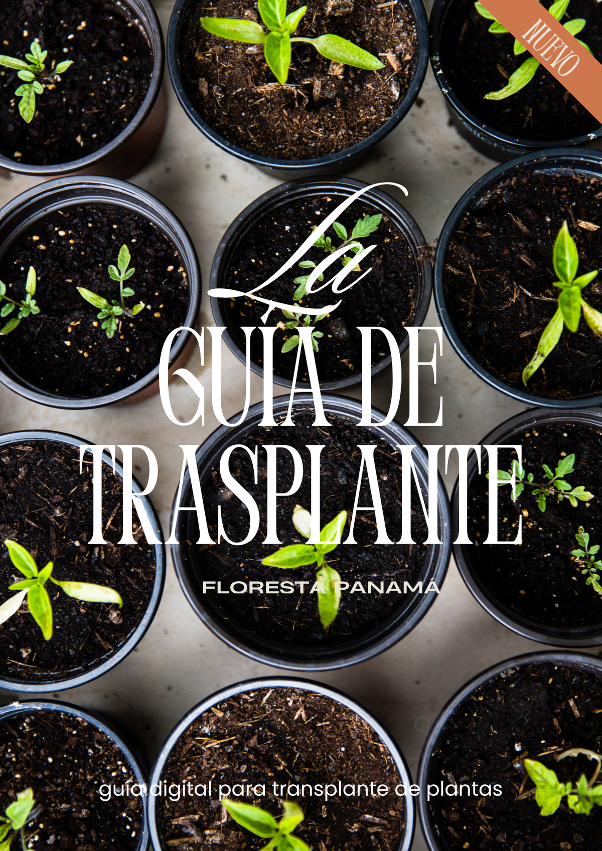 Guía Digital de Trasplante de Plantas | Floresta Panamá