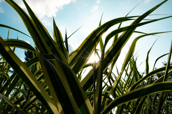 Comprar plantas